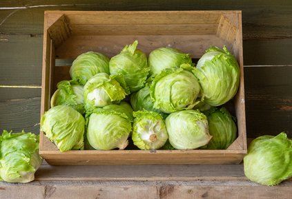 Lettuce - Iceberg