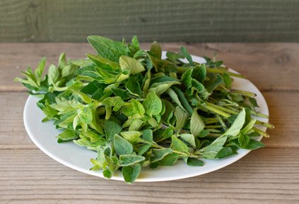 Herbs - Oregano