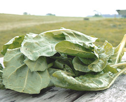 Spinach (Perpetual) (Somerset)