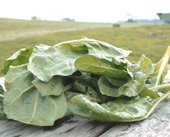Spinach (perpetual)