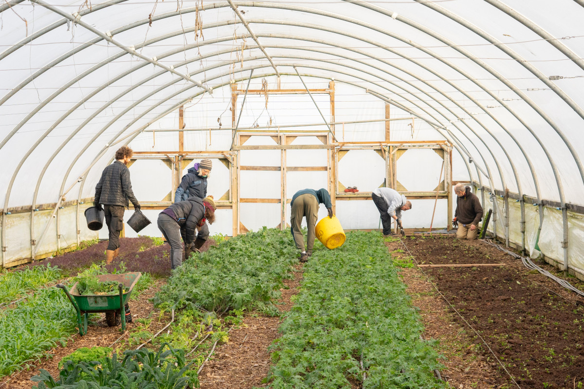 Working in polytunnel