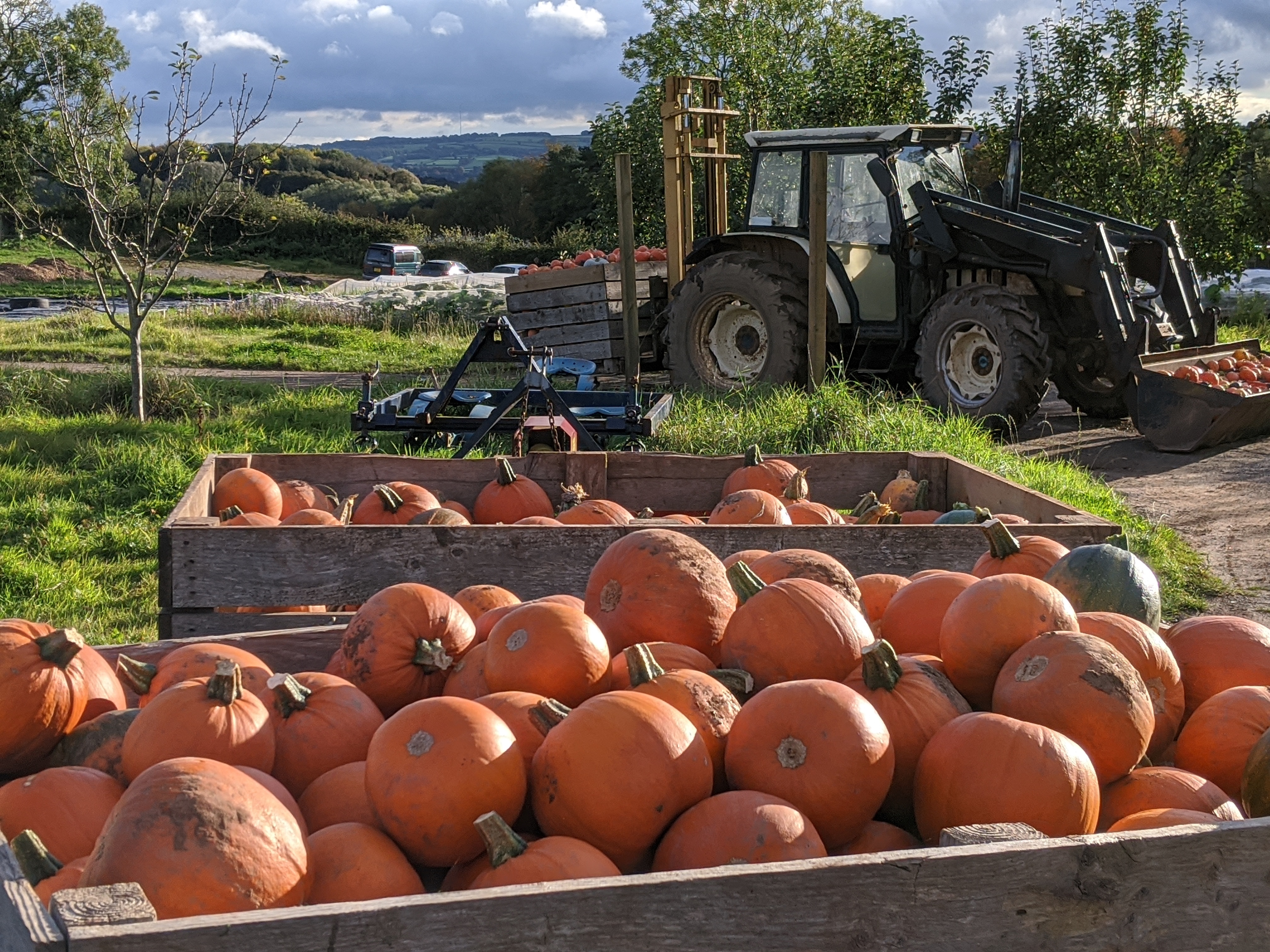 The Big Community Squash Harvest!