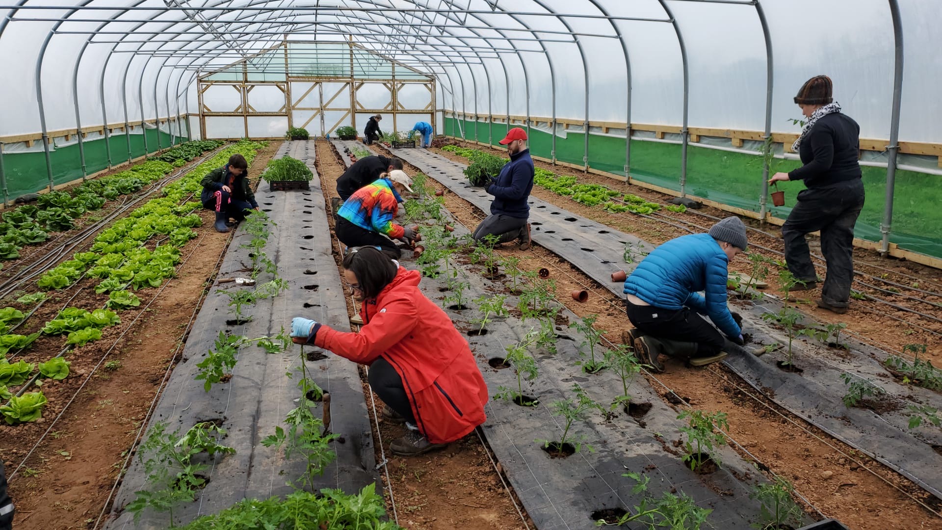 Community Farmer Day - planting the shallots