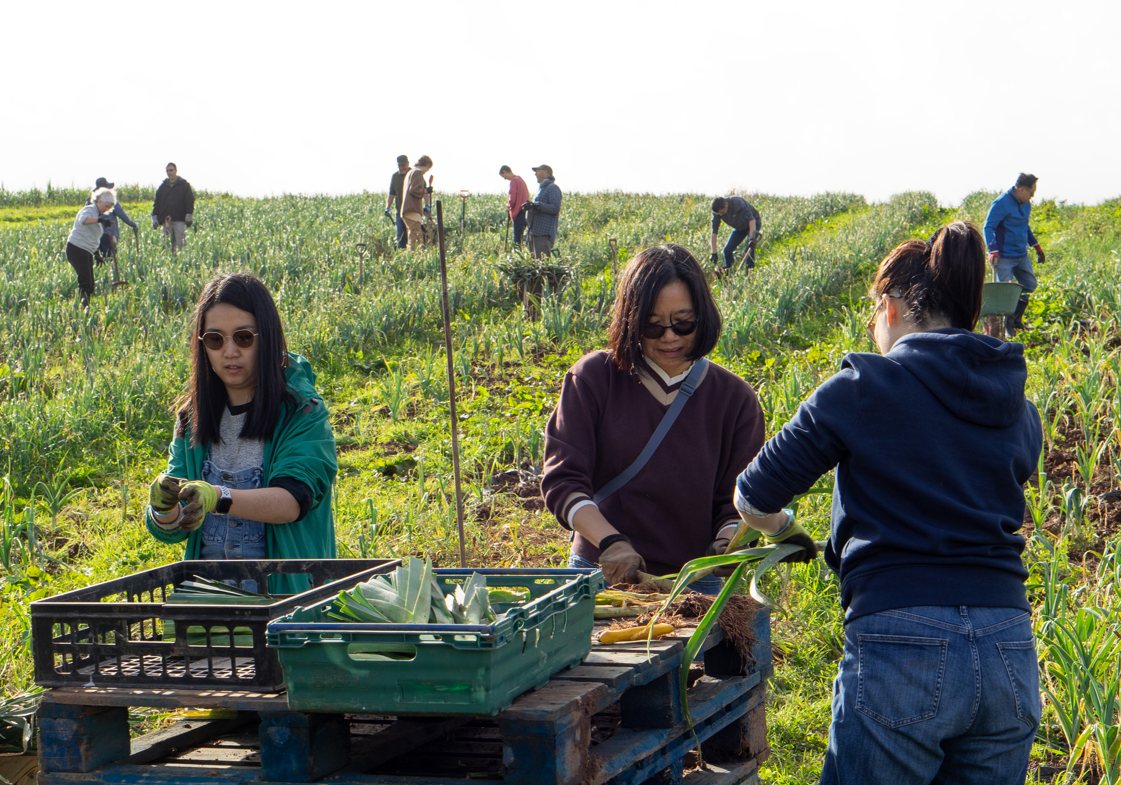 Community Farmer Day - harvesting the leeks and apples