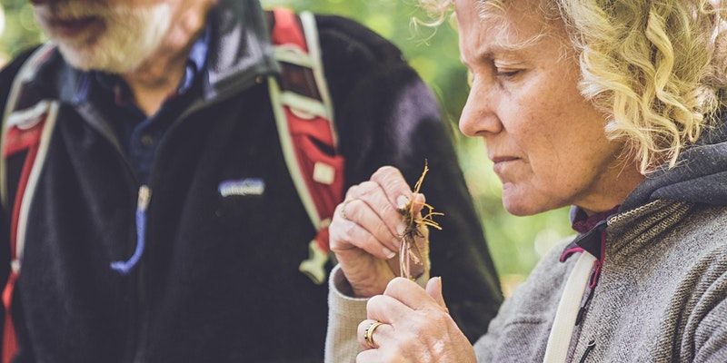 Forage & Make - Autumnal foraging & Immune boosting hedgerow elixirs