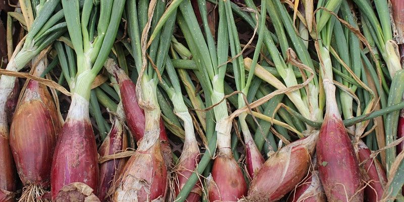 Community Farmer Day - Onions and Shallots