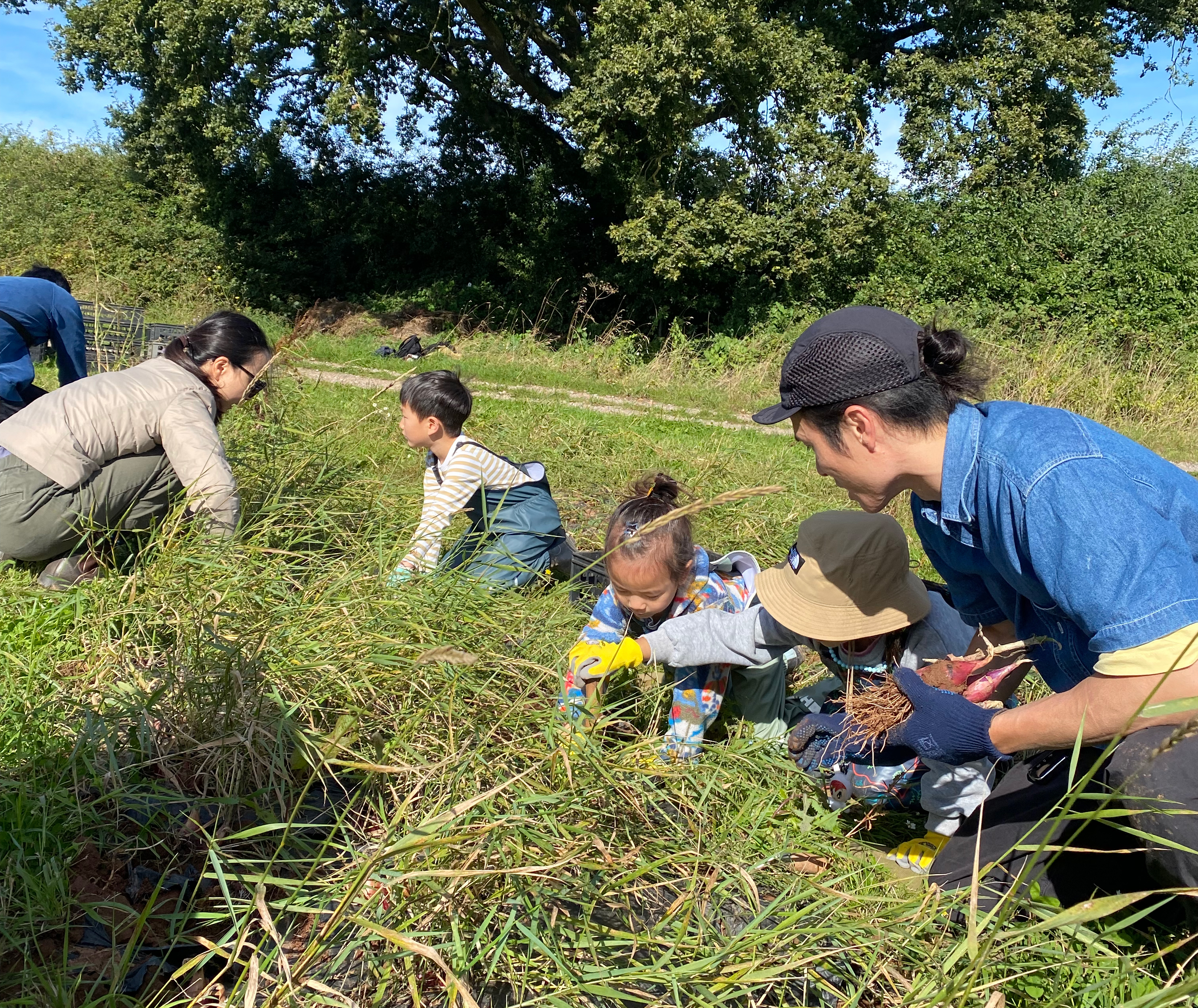 Community Farmer Day - harvesting the onions