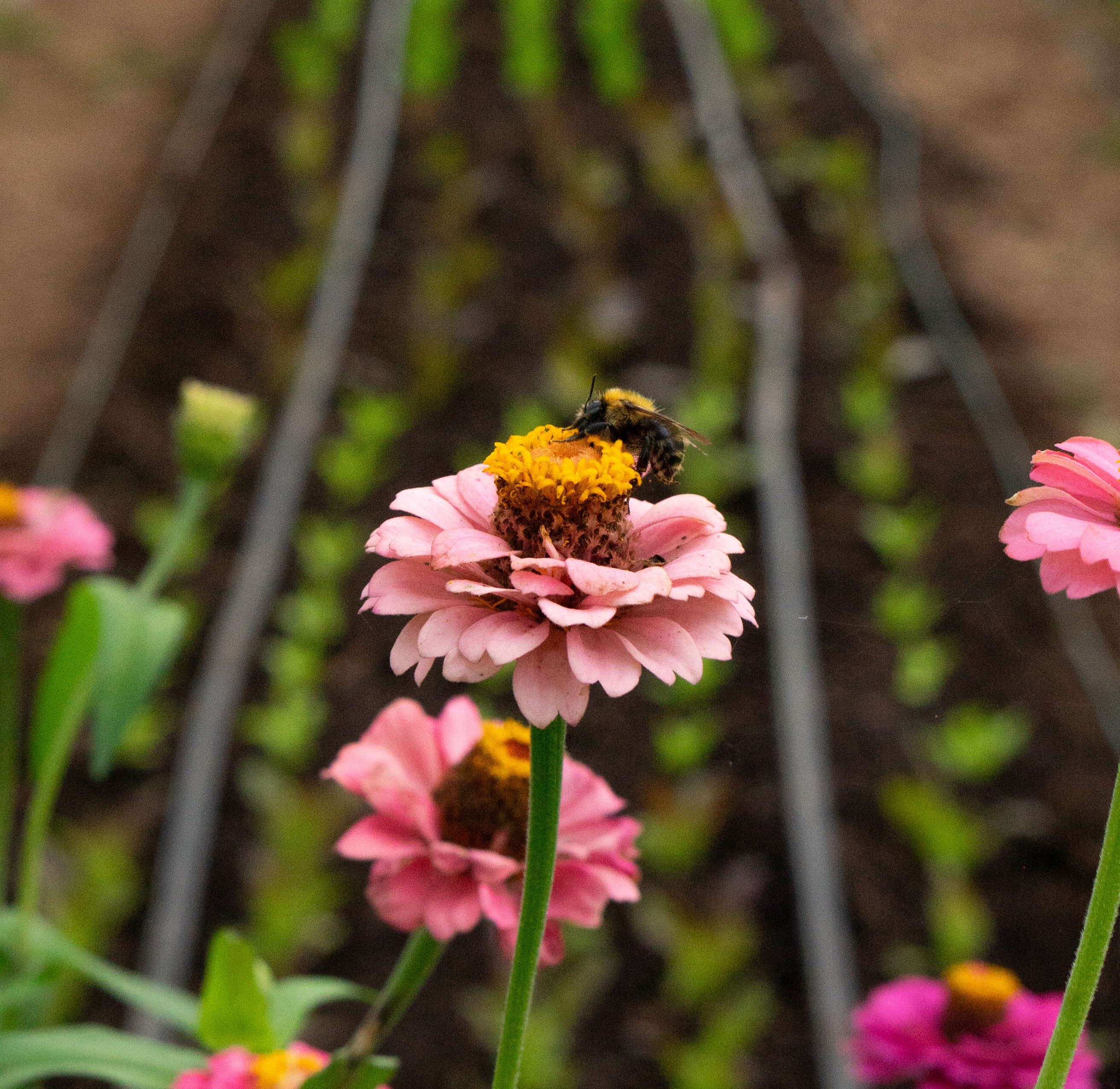 Farming with Nature Webinar