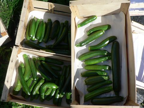 Deadline for investment - 30th November