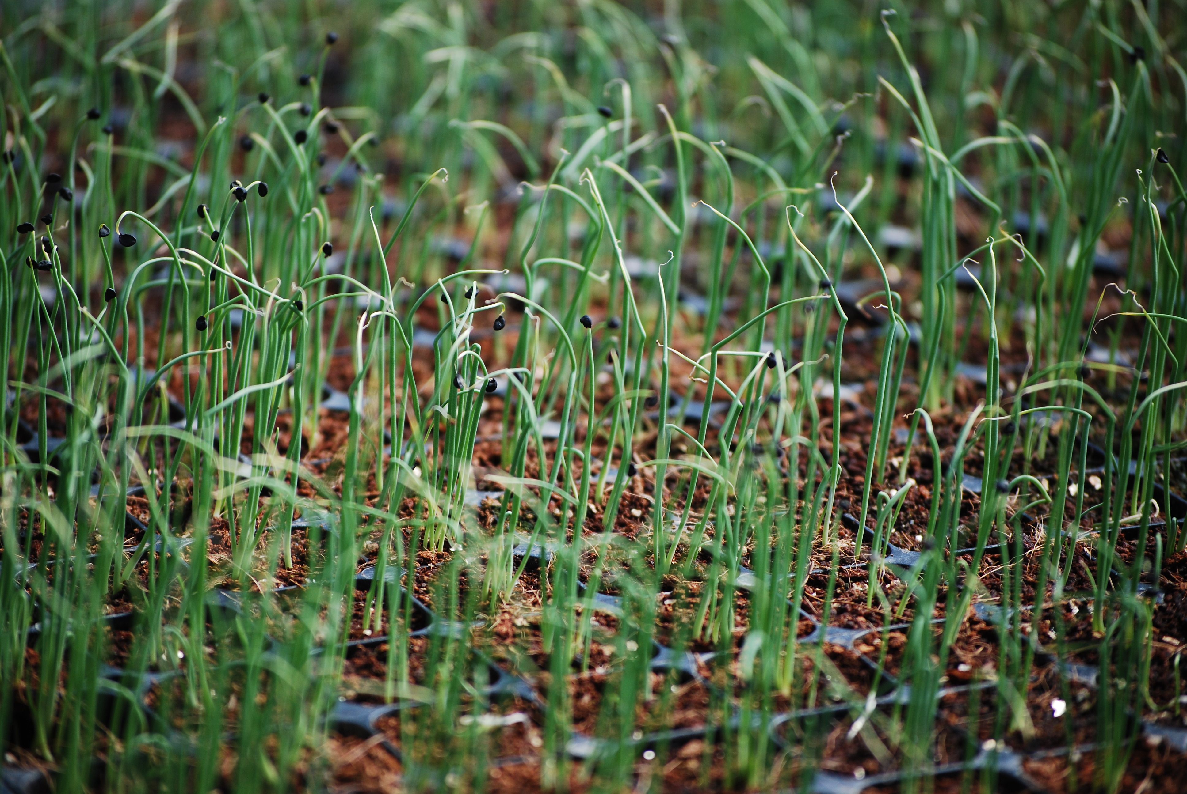 From seed to harvest - 6 months in the life of the Farm