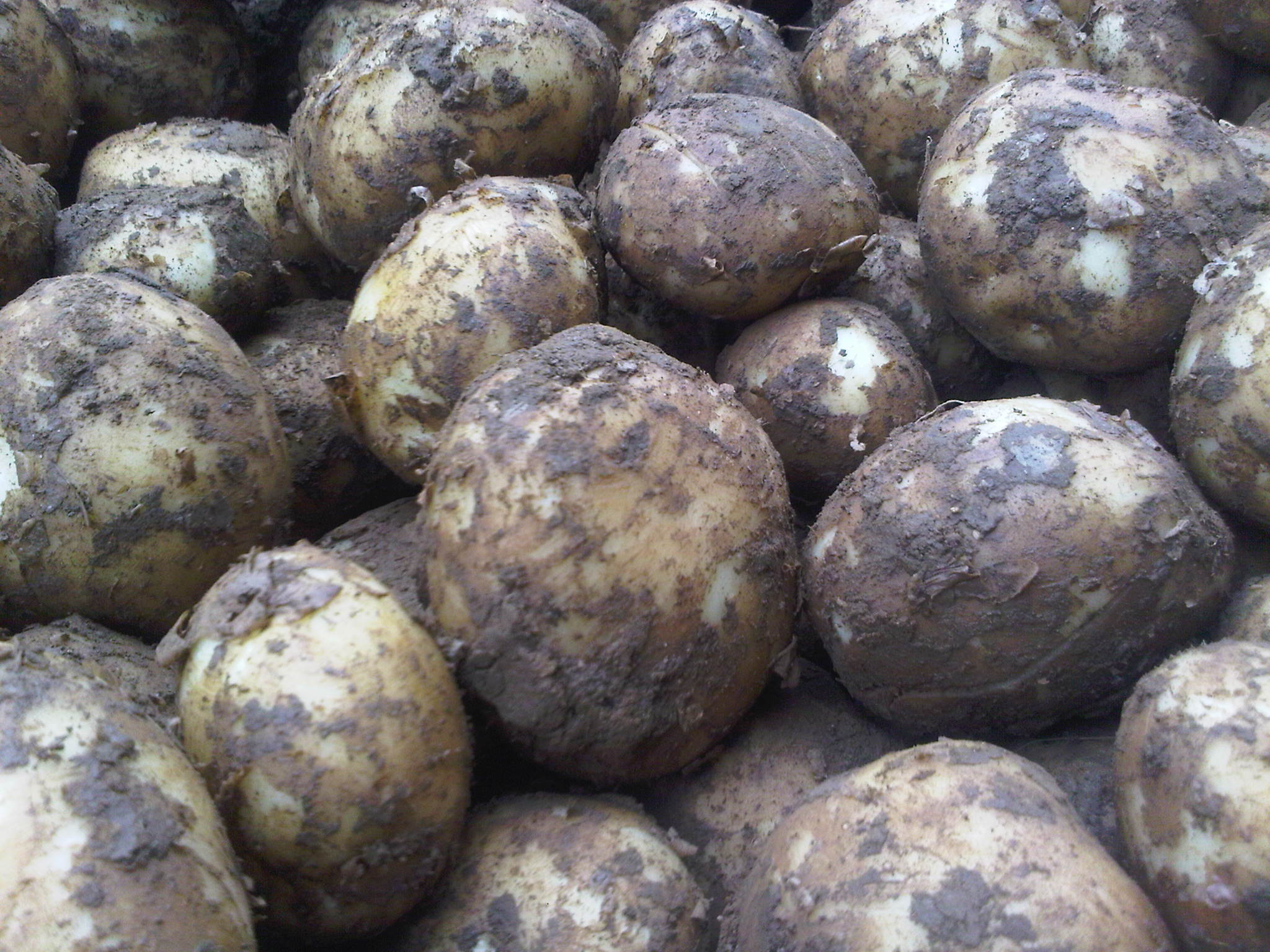 New Potatoes Now Available