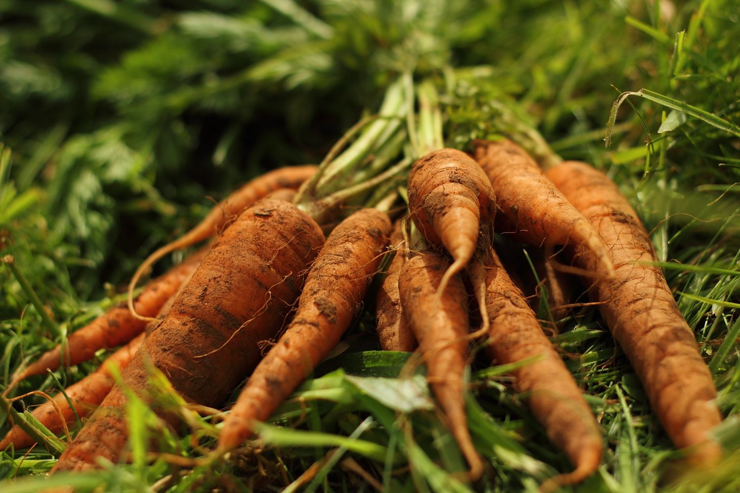 Our boxes and recipes this week - 1st July 2013