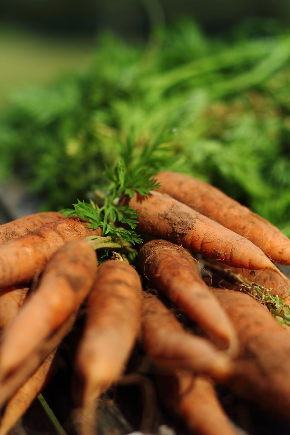 Latest news from The Farm