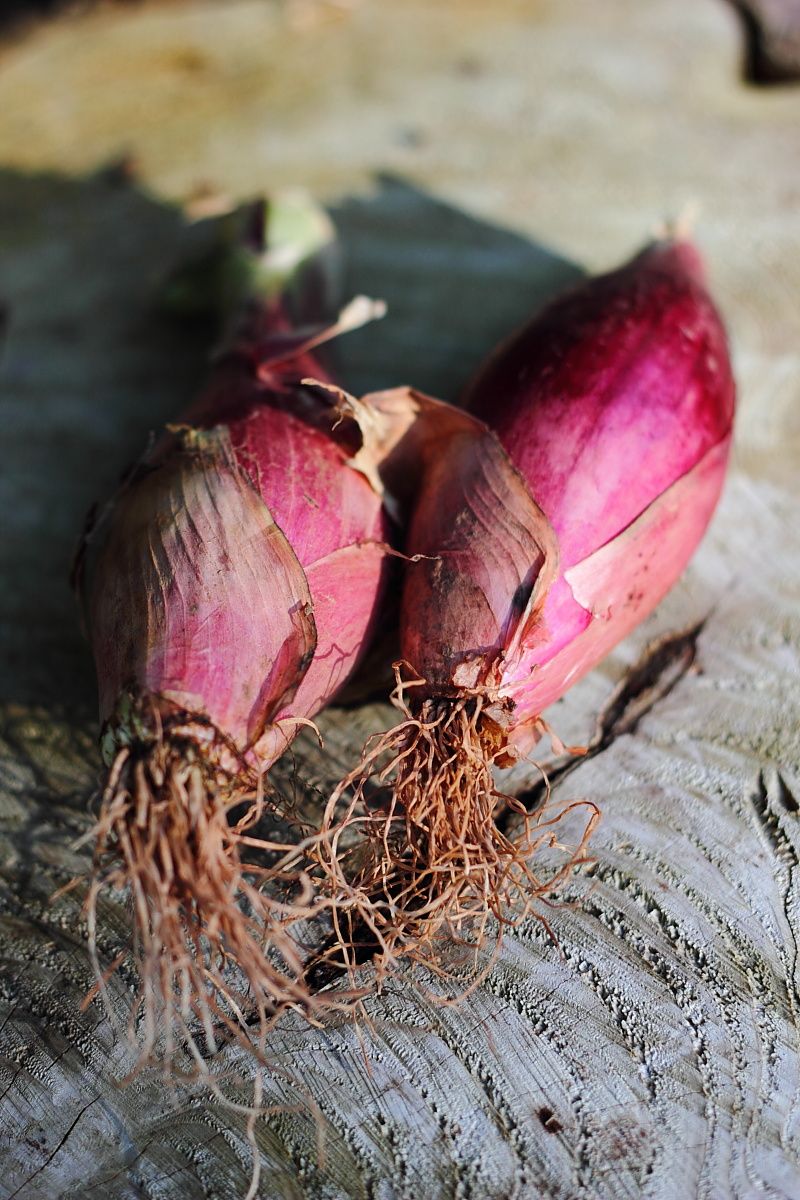 We're looking for a Marketing and Social Media Volunteer