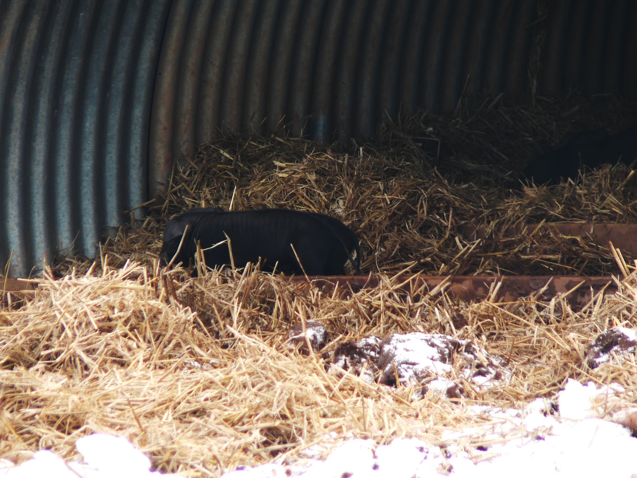 Piglet photos and snowy scenes