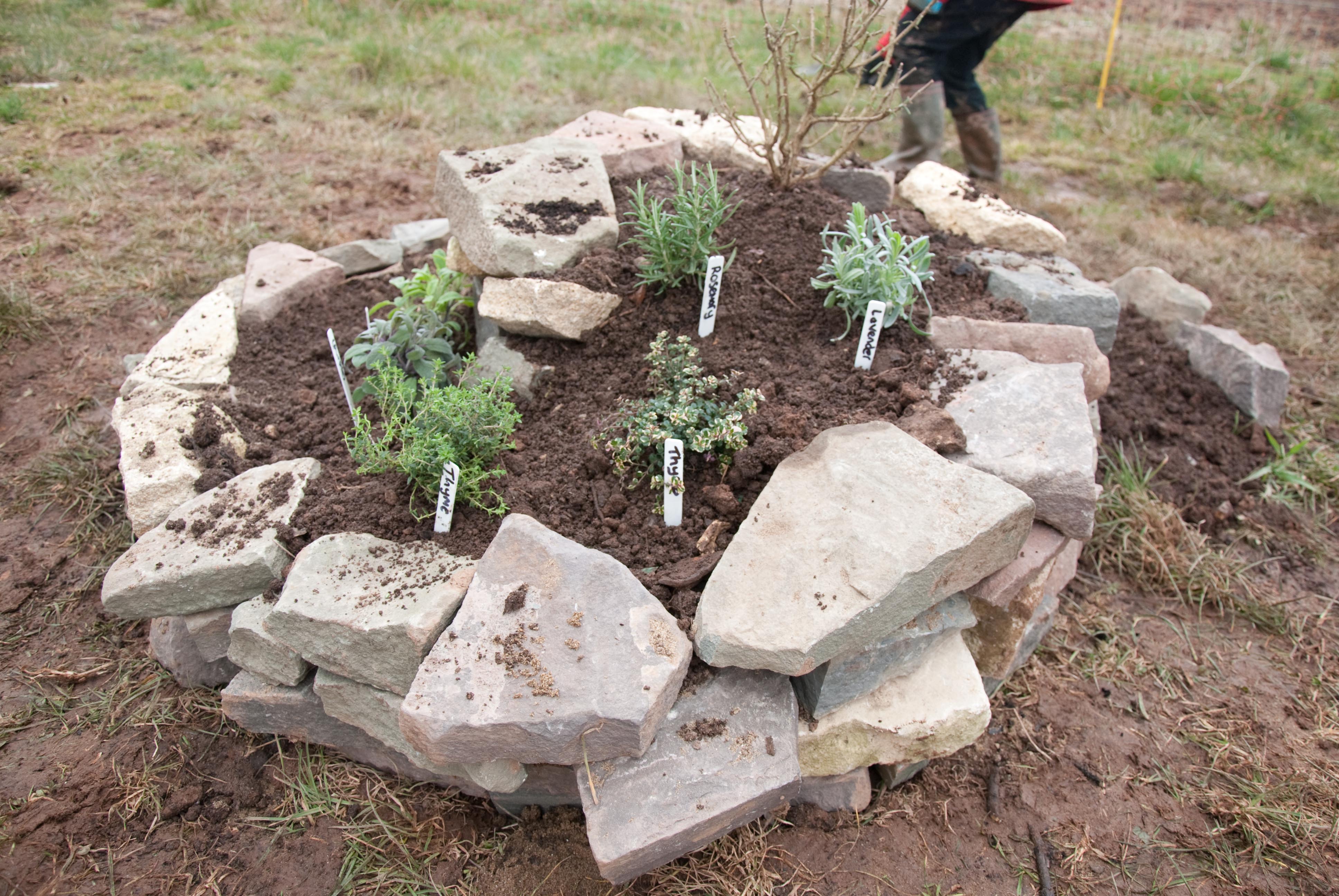 'Young Growers' help build our Herb Spiral