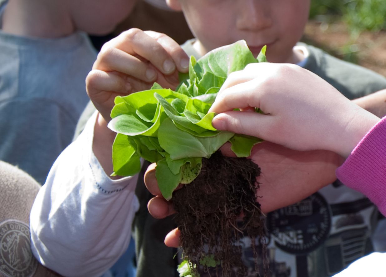 Growing, picking and tasting - Generating Food Awareness at the farm
