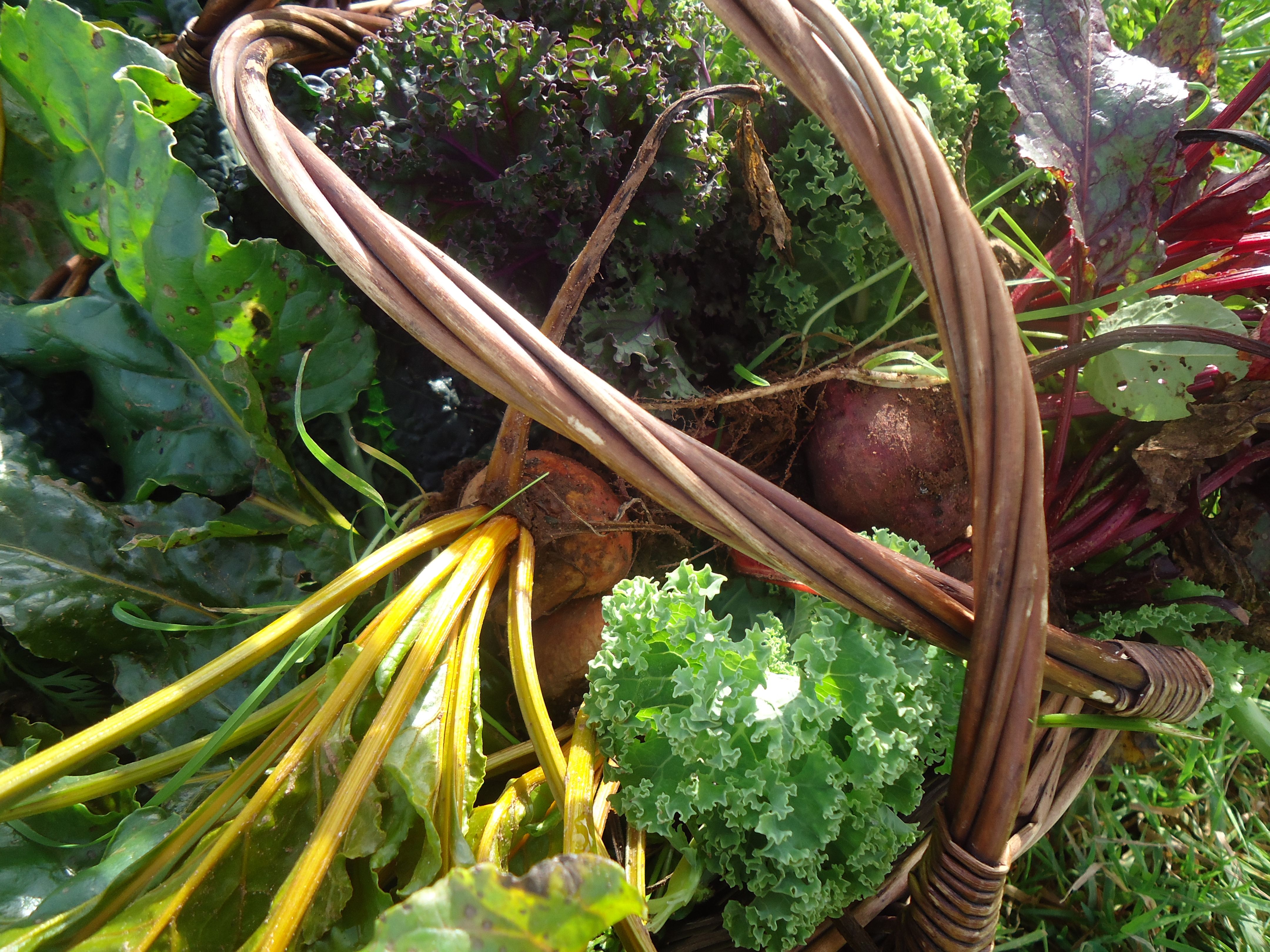 Cookery tutor, Jo Ingleby reflects on our Autumn Plot to Plate course