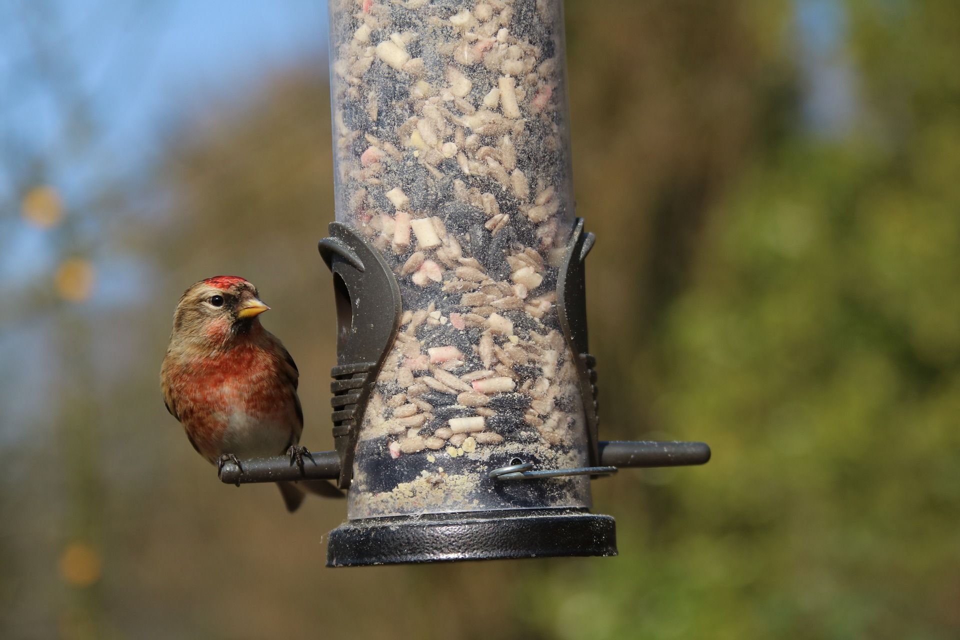Birdwatching at The Community Farm