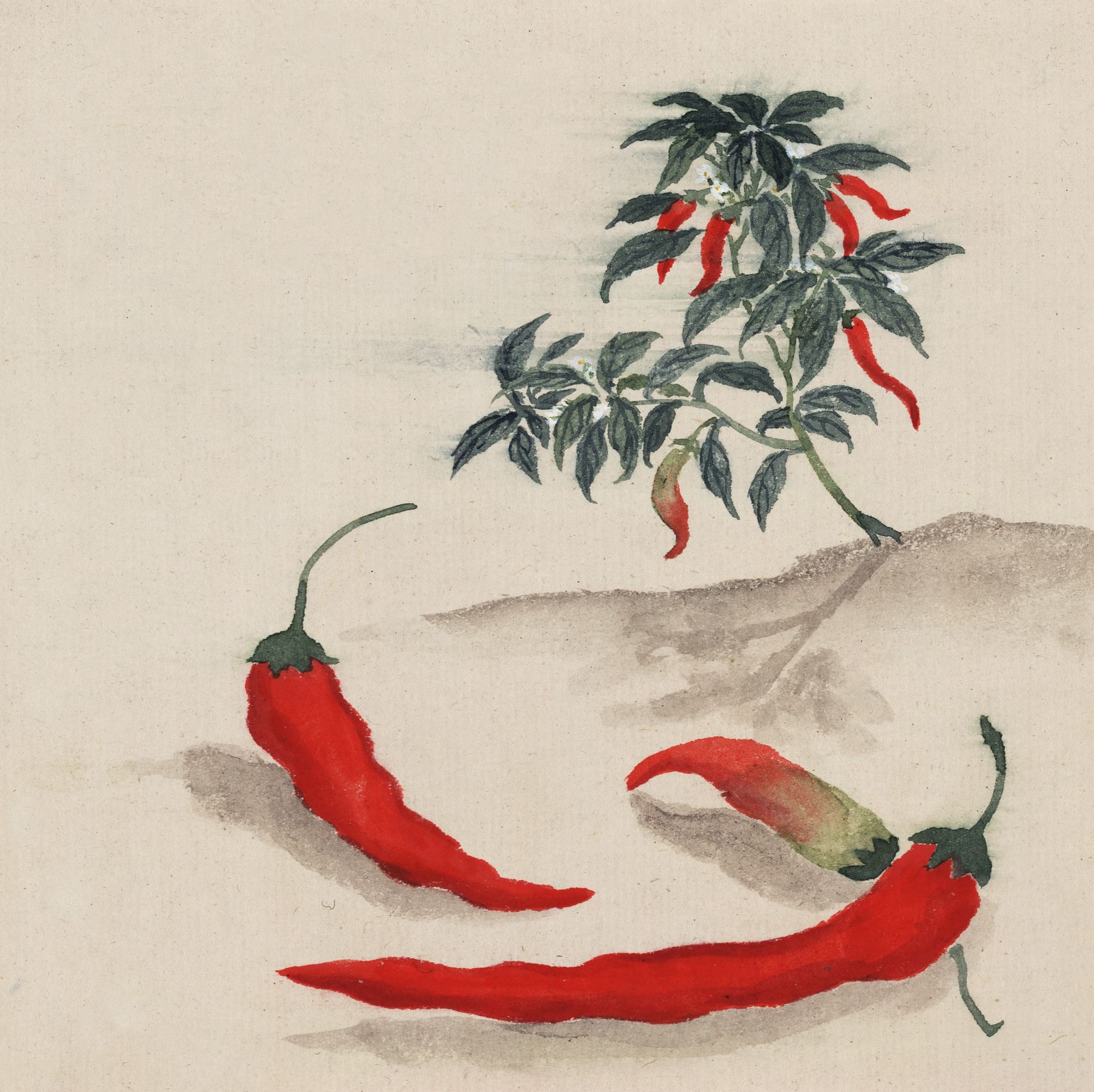 Vegetable of the month: chillies