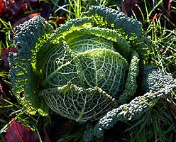Vegetable of the month: Savoy cabbage