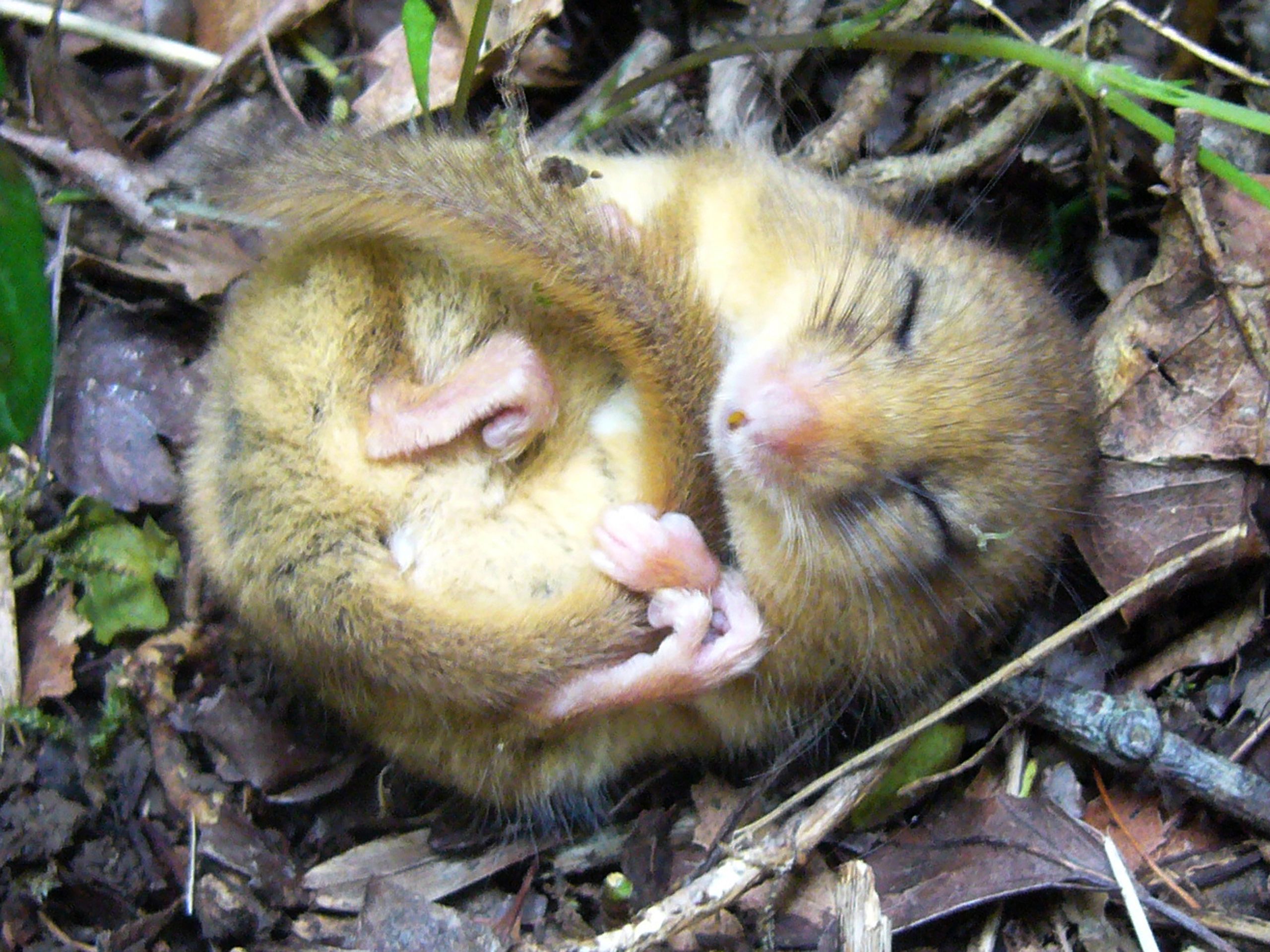Press release: Is the rare dormouse living at The Community Farm?