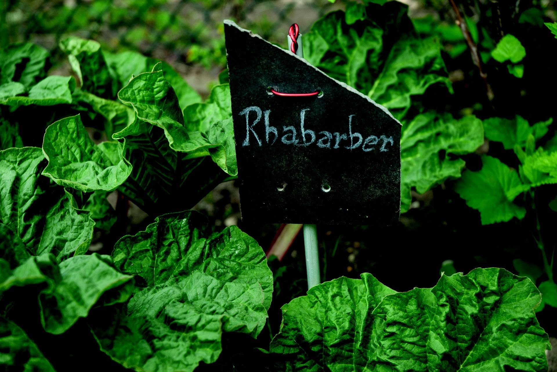 Vegetable of the month: Rhubarb 