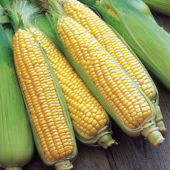 Veg of the Month: Sweetcorn