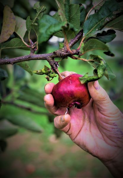 A guide to apple varieties grown at The Farm