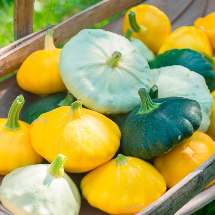 Veg of the Month: Patty Pan Squash