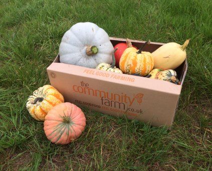 A guide to squash varieties grown at The Farm