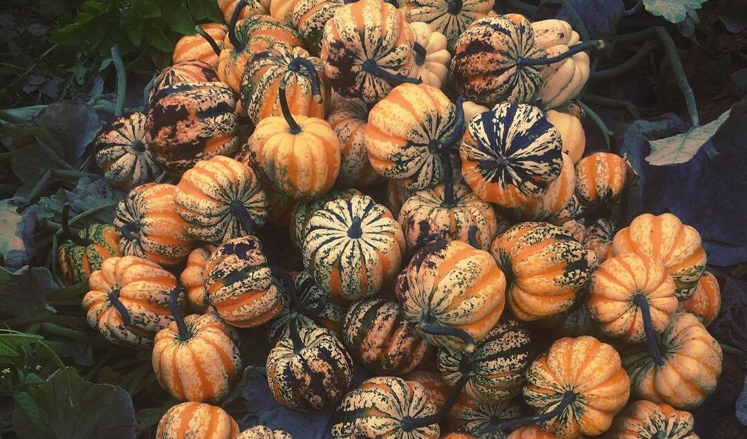 Guest blog: Why I love volunteering at The Community Farm