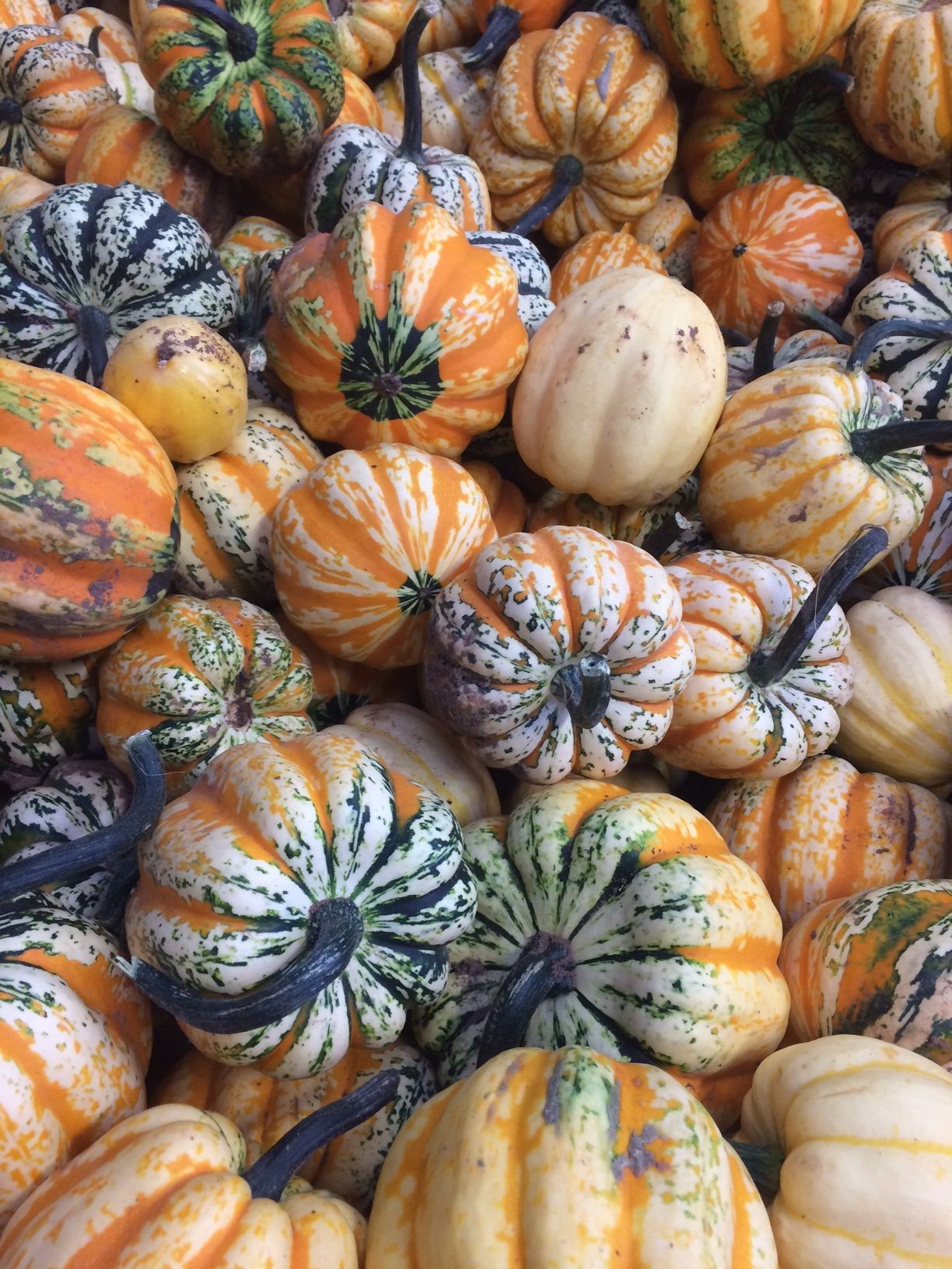 Veg of the Month: Winter Squash