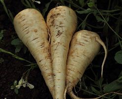 Veg of the Month: Parsnips