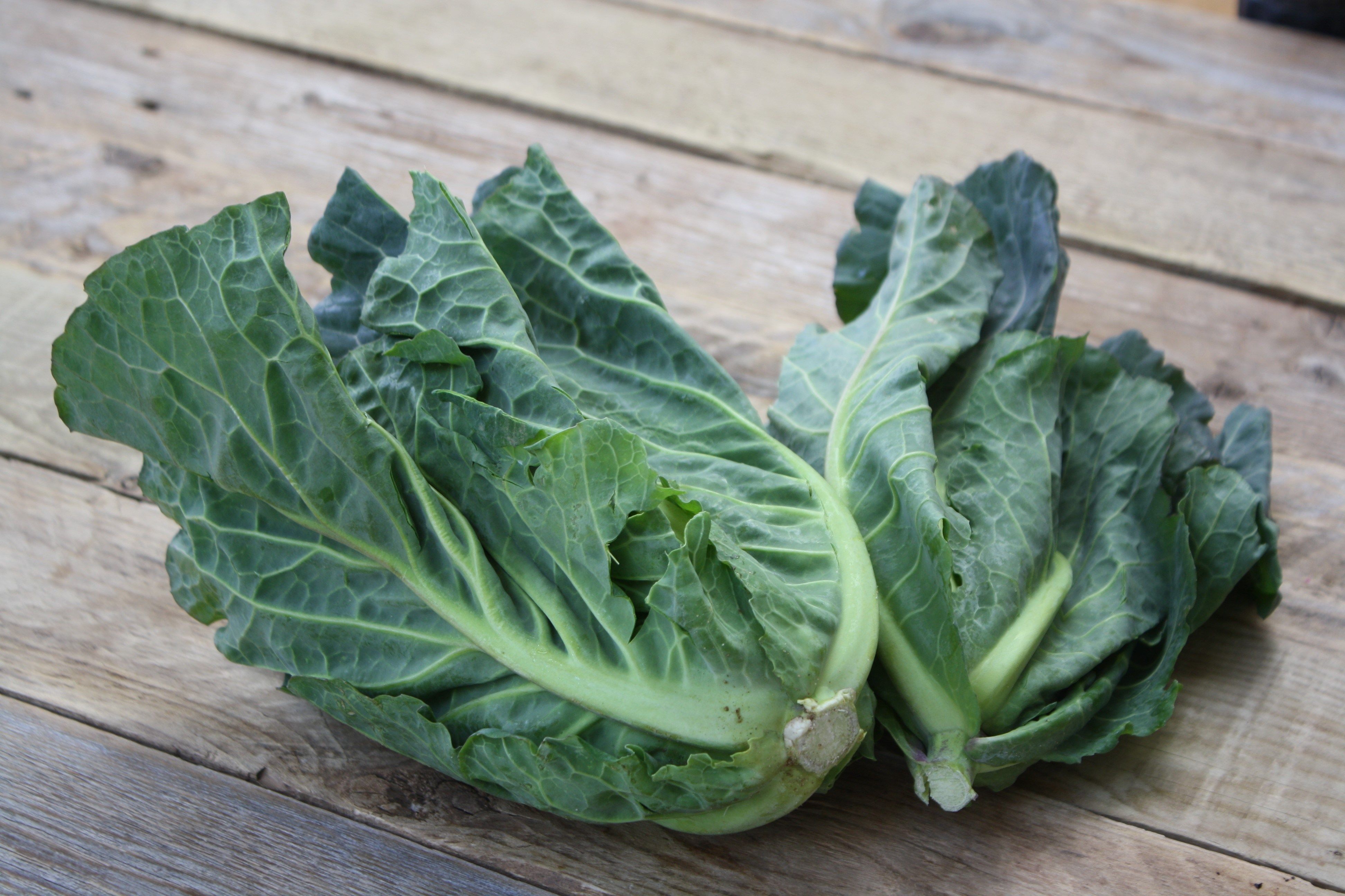 Veg of the month Spring Greens The Community Farm