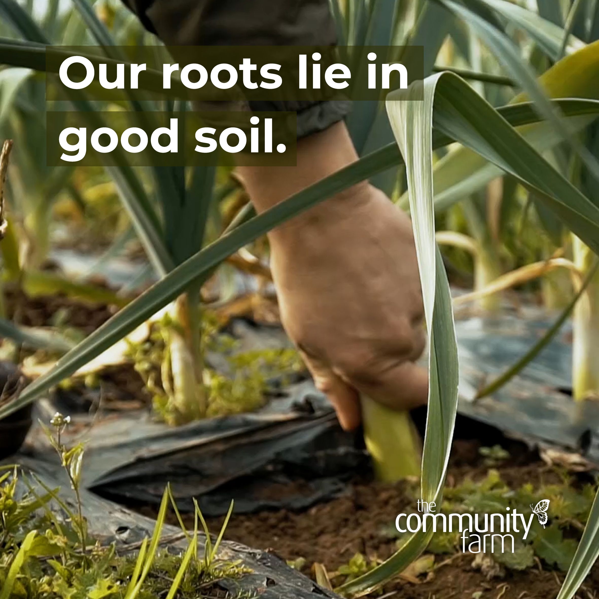 Our roots lie in good, organic soil...