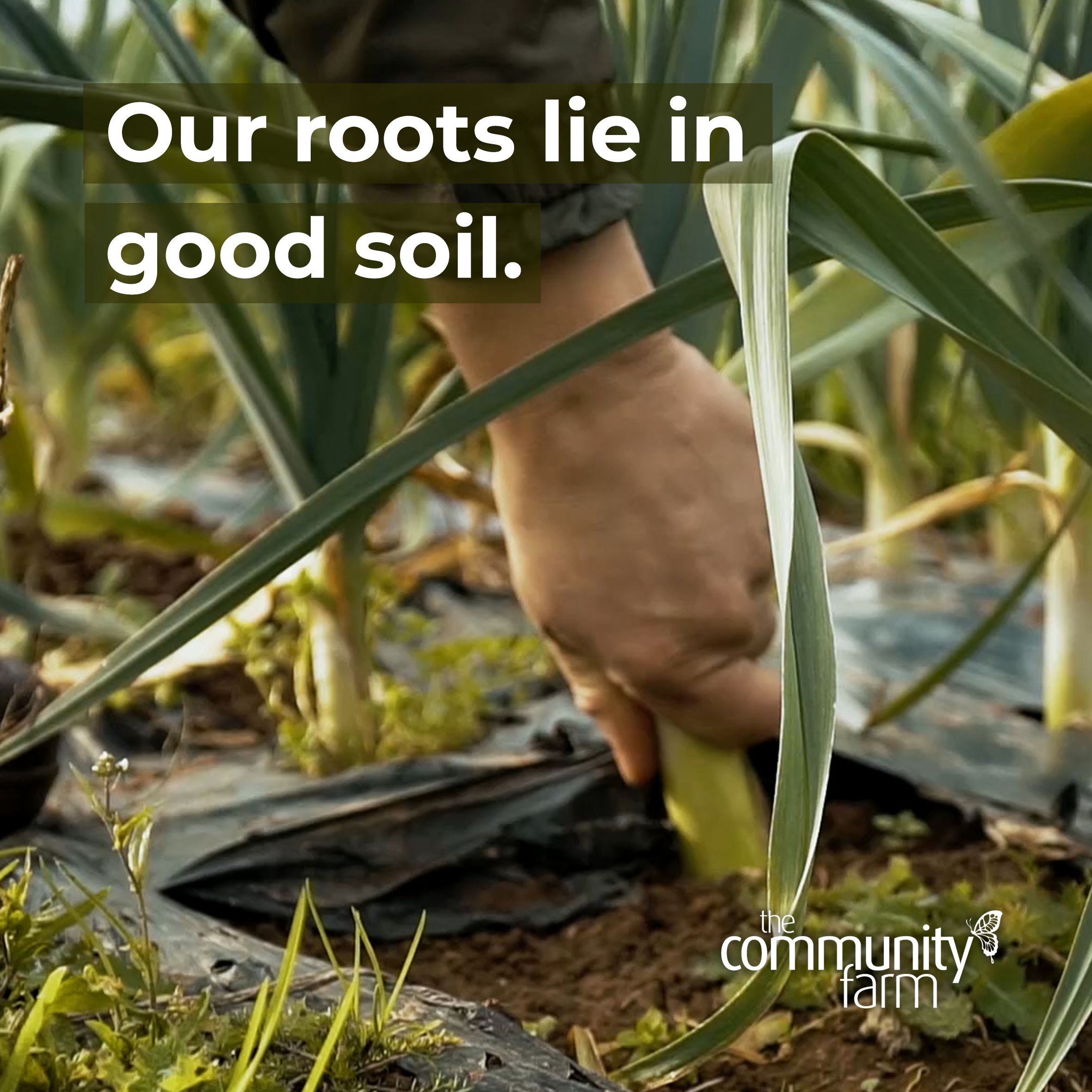 Our roots lie in good, organic soil...