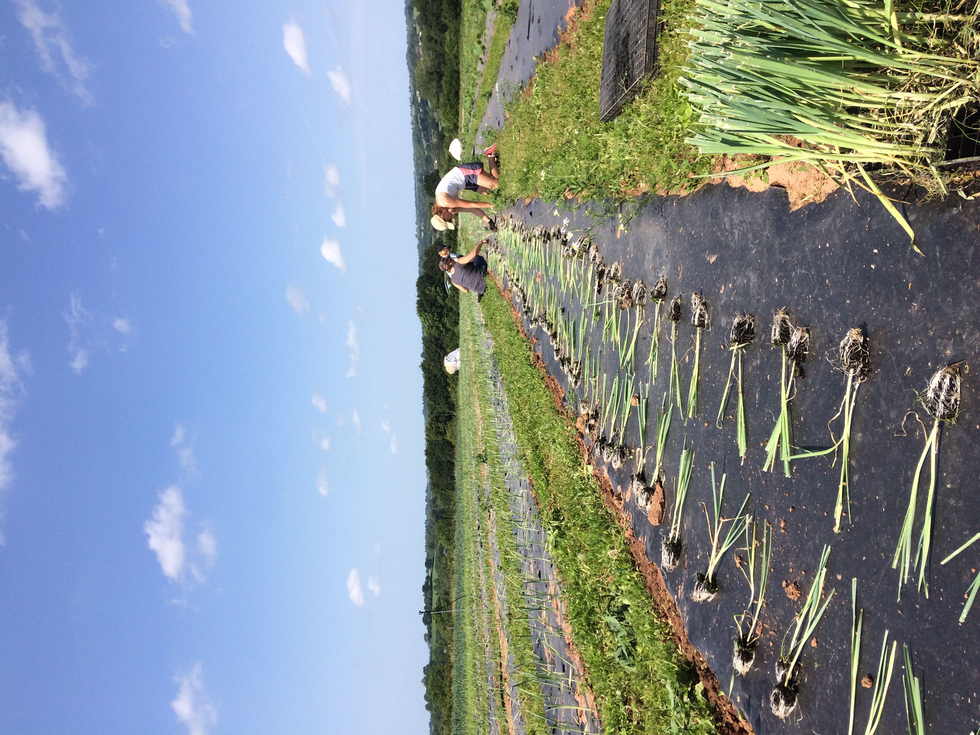 The Community Farm’s Field and Growing Operation during COVID