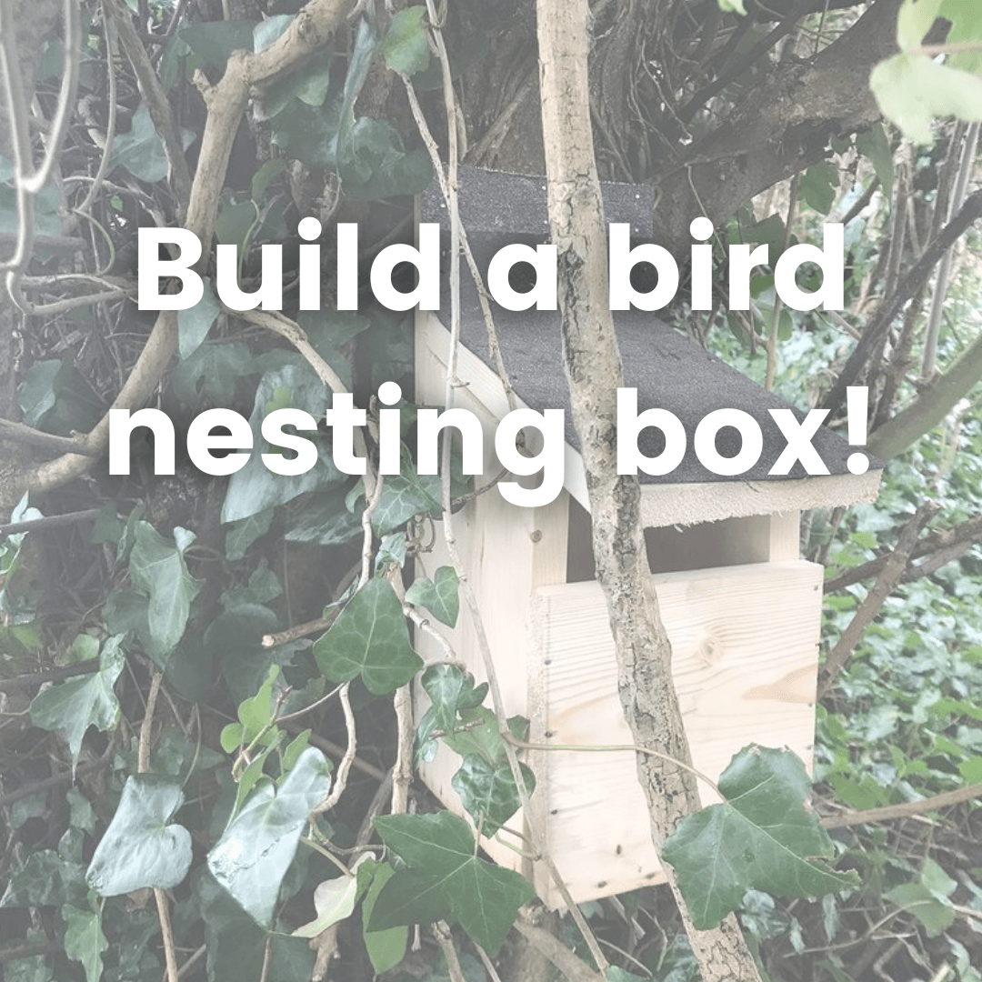 Build your own Open-Fronted Nesting Box!
