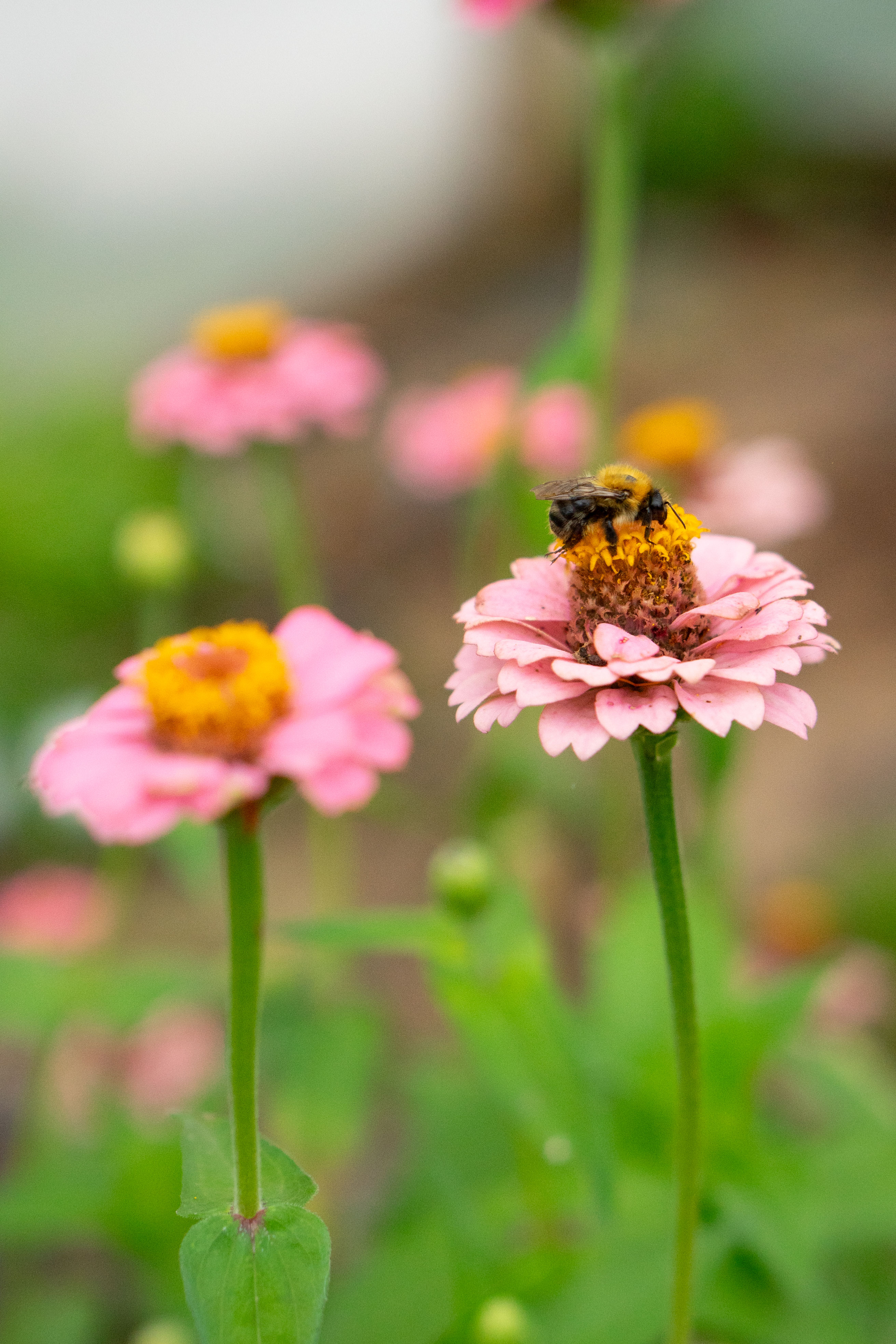 Bee Walk