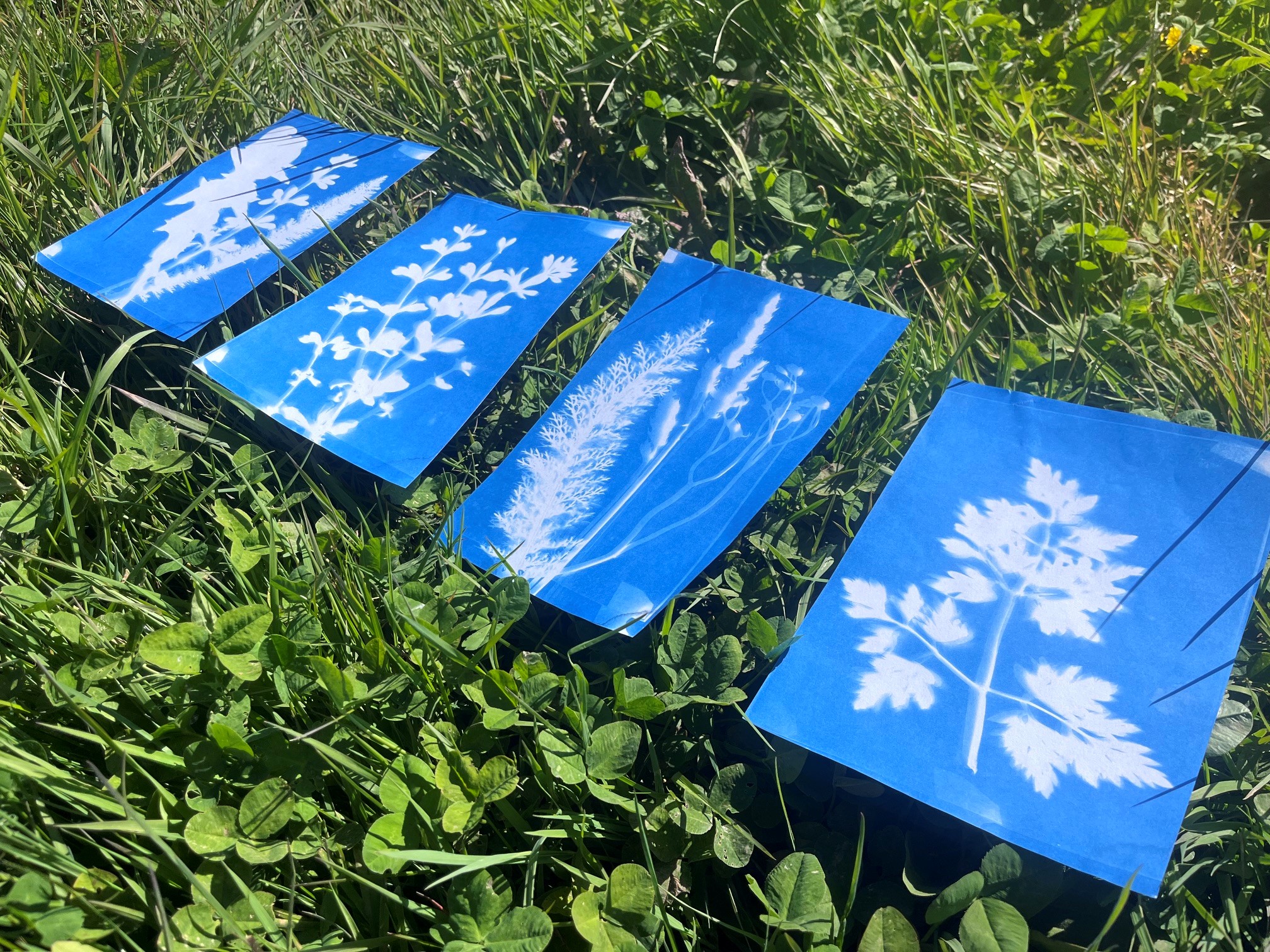 Cyanotype Printing Workshop
