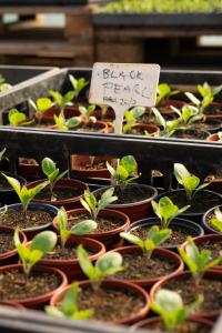 Aubergine seedlings