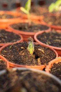 Aubergine seedlings