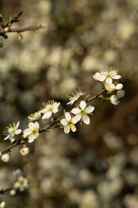 hawthorn blossom