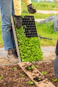 Tray of lettuce seedlings