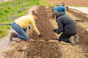 Planting out lettuce in the market garden