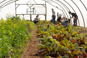 Preparing polytunnel beds in spring