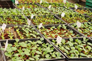 Seedlings in the prop tunnel