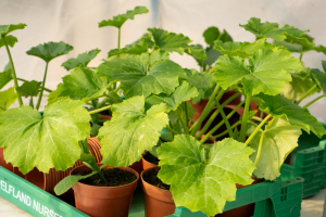 Young courgette plants