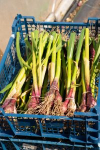 All ready for customer boxes